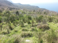  Land for sale in village Kuljace